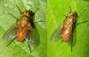 Leskia aurea